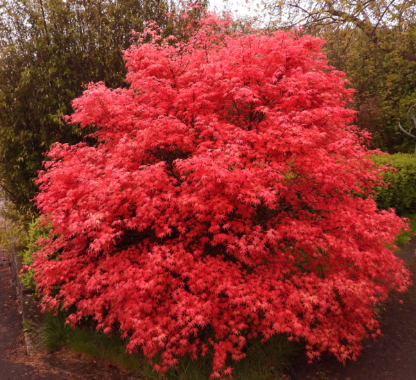 Acer palmatum Shindeshojo