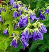 Campanula Kent Belle