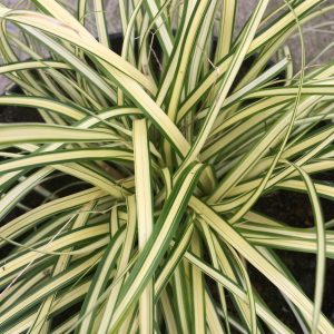 Carex oshimensis Evergold