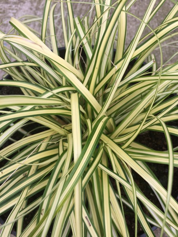 Carex oshimensis Evergold