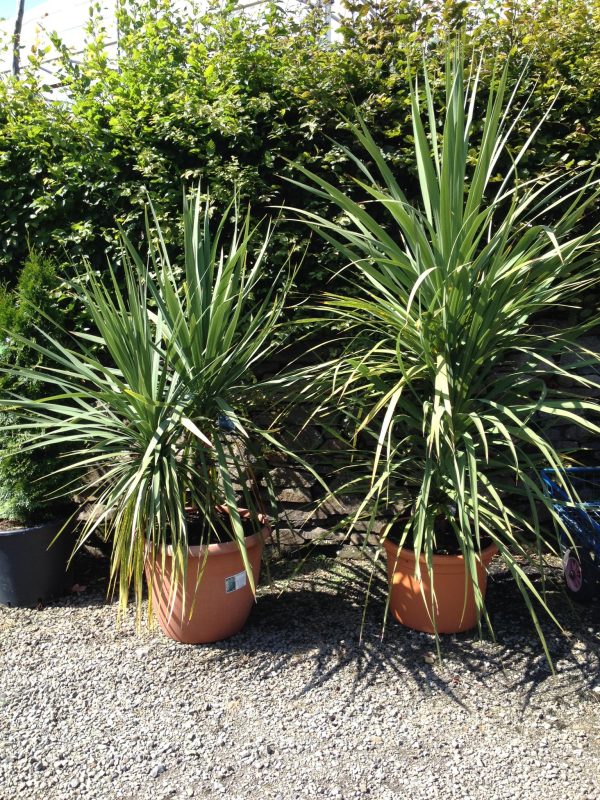 Cordyline australis