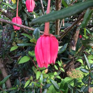 Crinodendron hookerianum