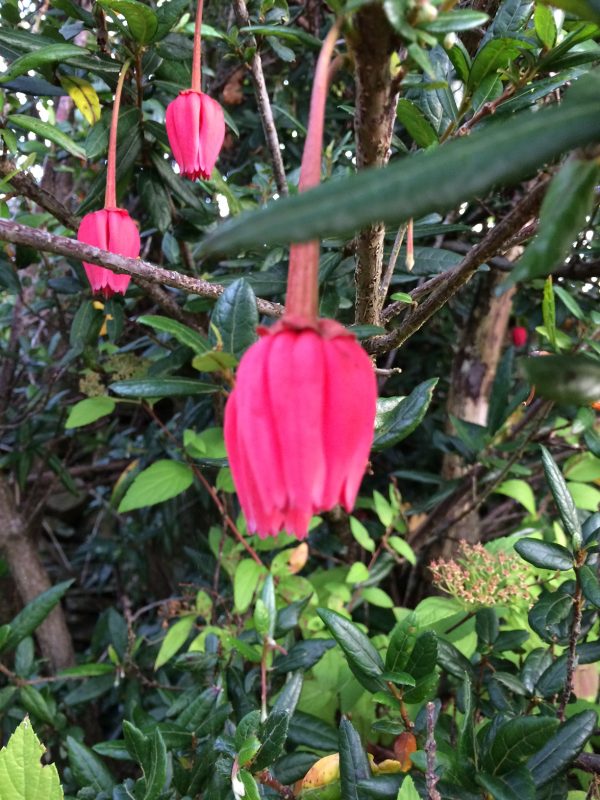 Crinodendron hookerianum