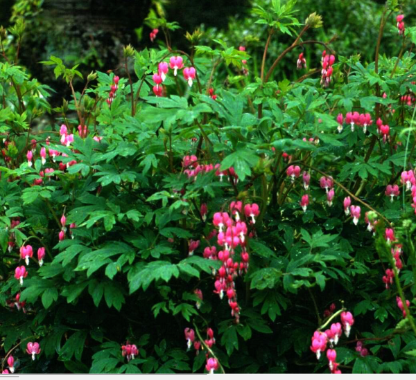 Dicentra spectabilis