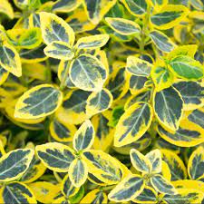 Euonymus fortunei Emerald and Gold