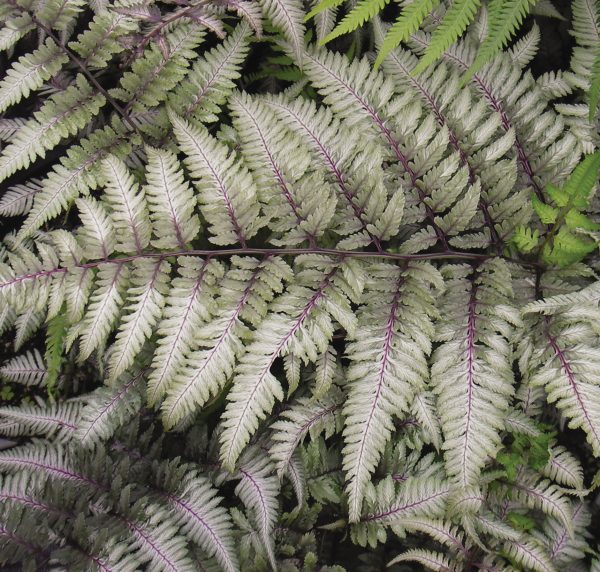 Athyrium nipponicum Pictum