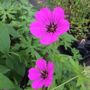 Geranium Red Admiral