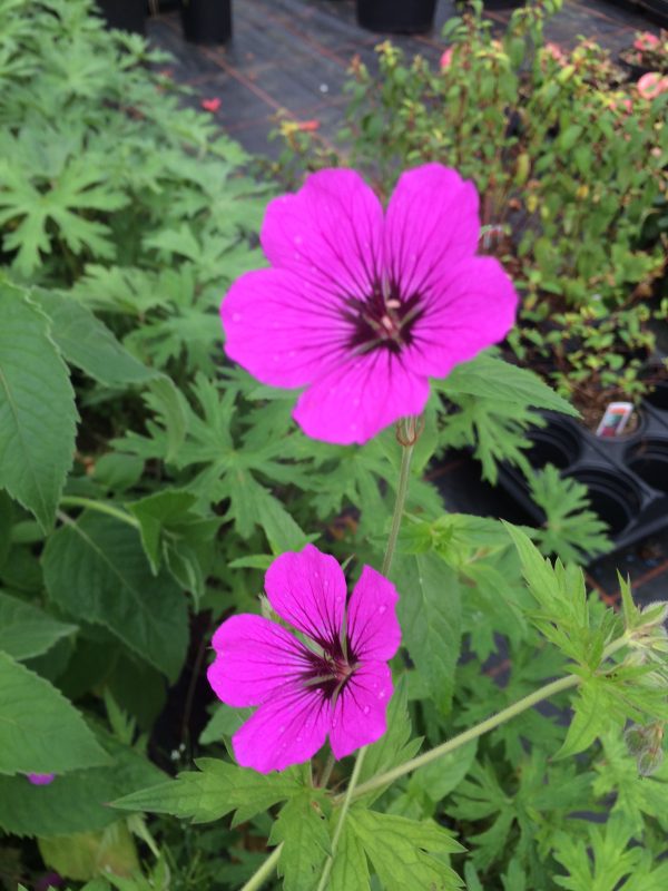 Geranium Red Admiral