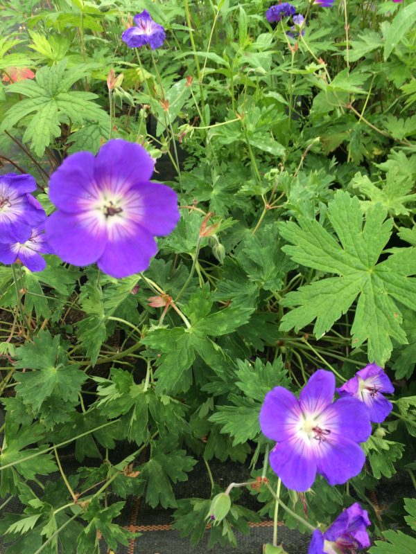 Geranium Rozanne