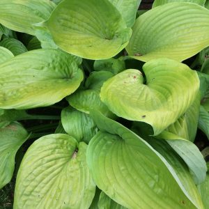 Hosta Sum and Substance