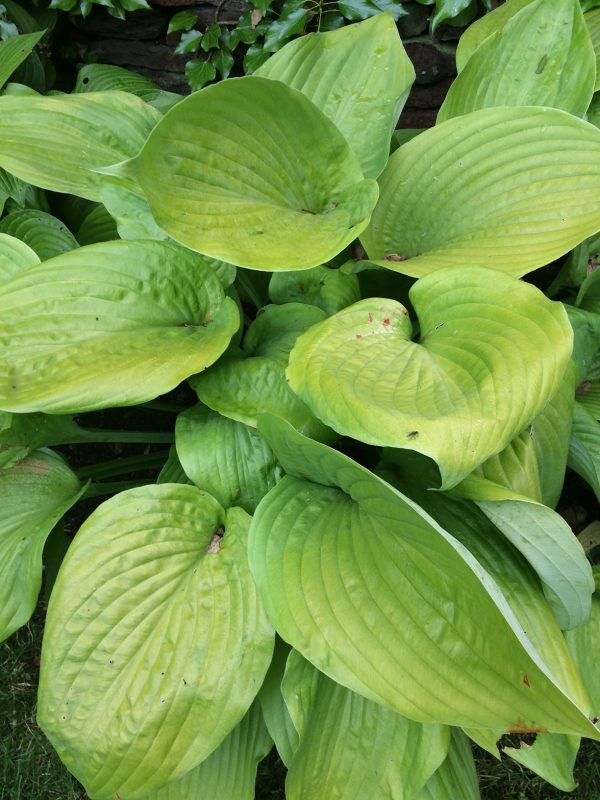 Hosta Sum and Substance