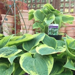 Hosta Wide Brim