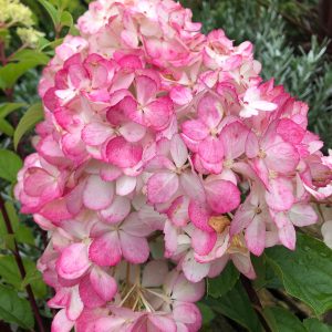 Hydrangea Vanille Frais