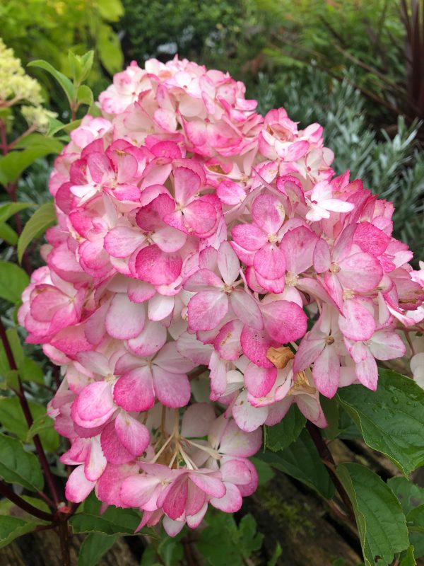 Hydrangea Vanille Frais