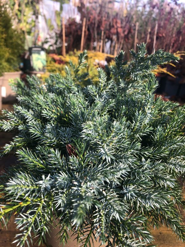 Juniperus squamata Blue Star