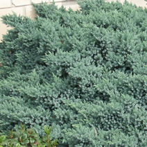 Juniperus squamata Blue Carpet