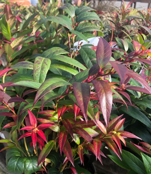 Leucothoe Scarletta
