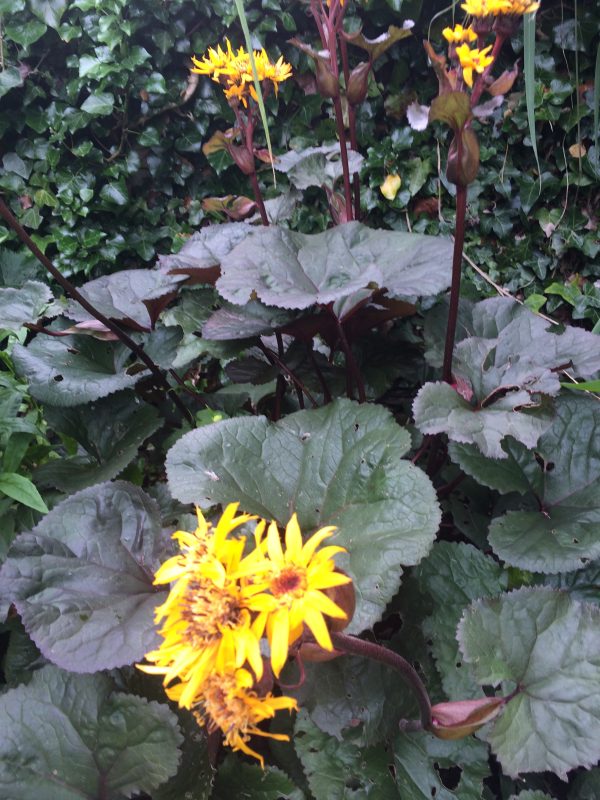 Ligularia Desdemona