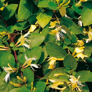 Lonicera japonica Halliana