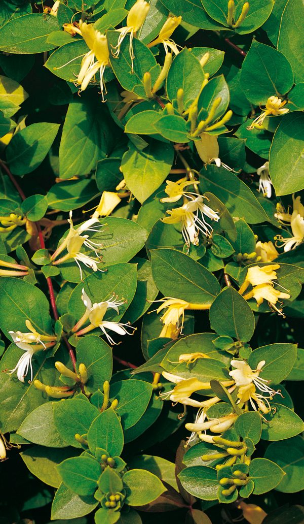 Lonicera japonica Halliana