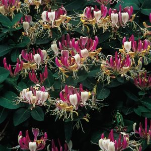 Lonicera periclymenum Serotina