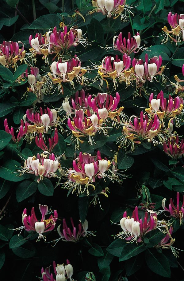 Lonicera periclymenum Serotina