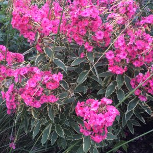 Phlox paniculata Becky Towe