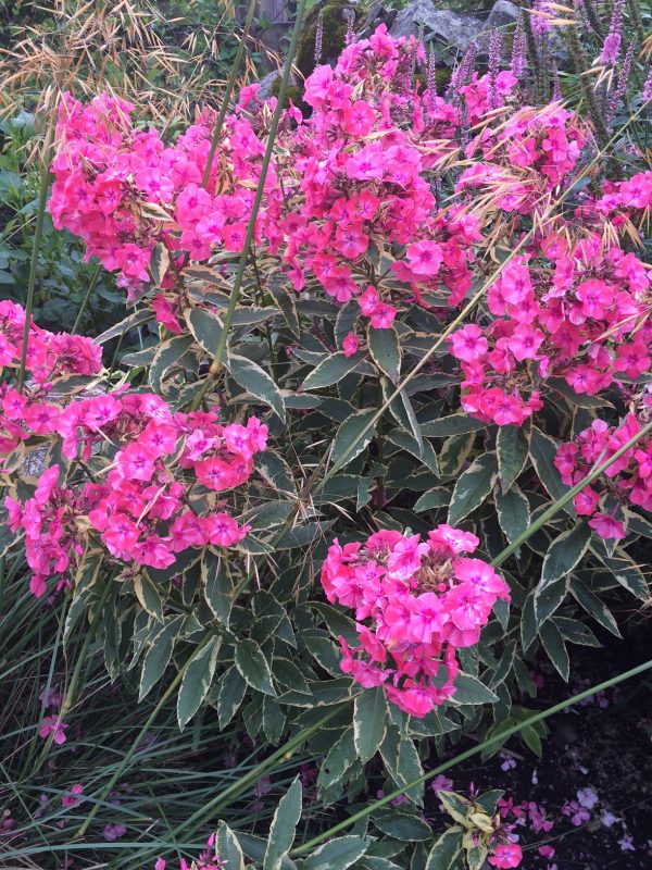 Phlox paniculata Becky Towe