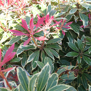 Pieris japonica Carnaval