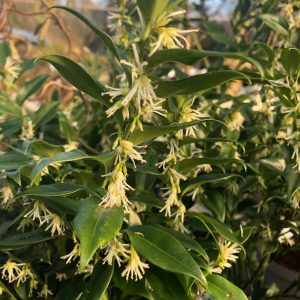 Sarcococca confusa