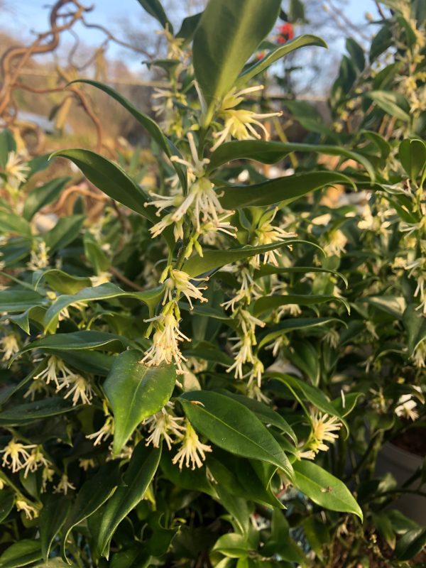 Sarcococca confusa