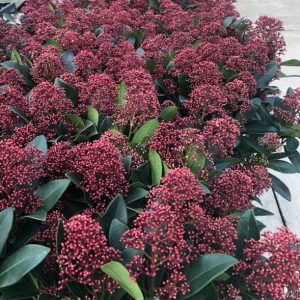 Skimmia japonica Rubella