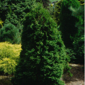 Thuja occidentalis Smaragd