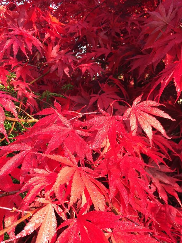 Acer palmatum Osakazuki