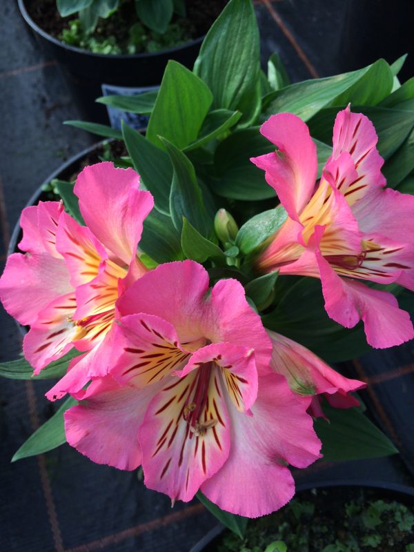 Alstroemeria Inticancha Pink