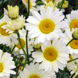 Anthemis tinctoria Sauce Hollandaise