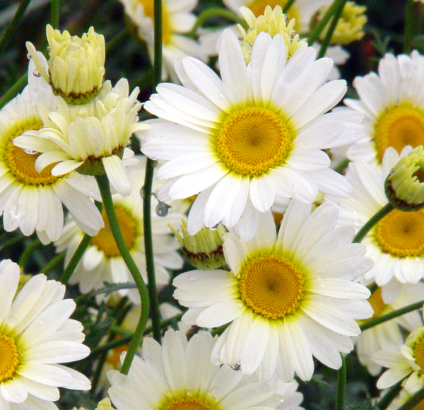 Anthemis tinctoria Sauce Hollandaise