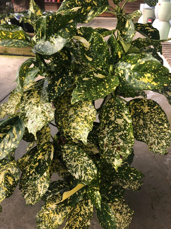 Aucuba japonica Crotonifolia