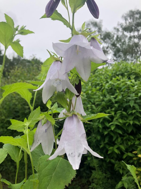 Campanula Iridescent Bells