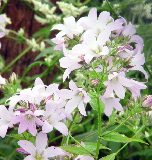 Campanula lactiflora