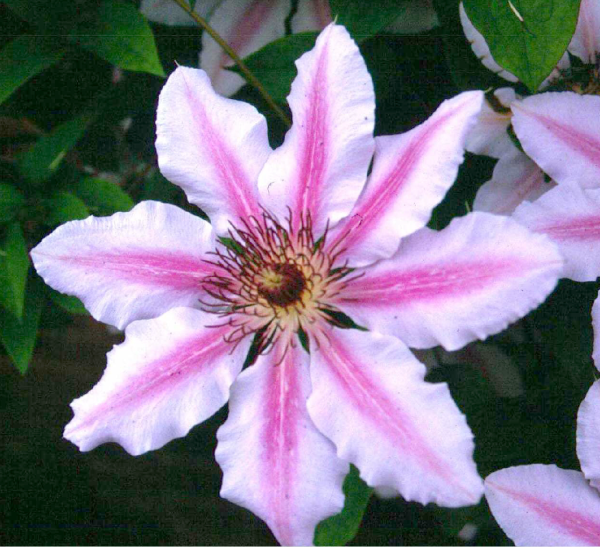 Clematis Nelly Moser