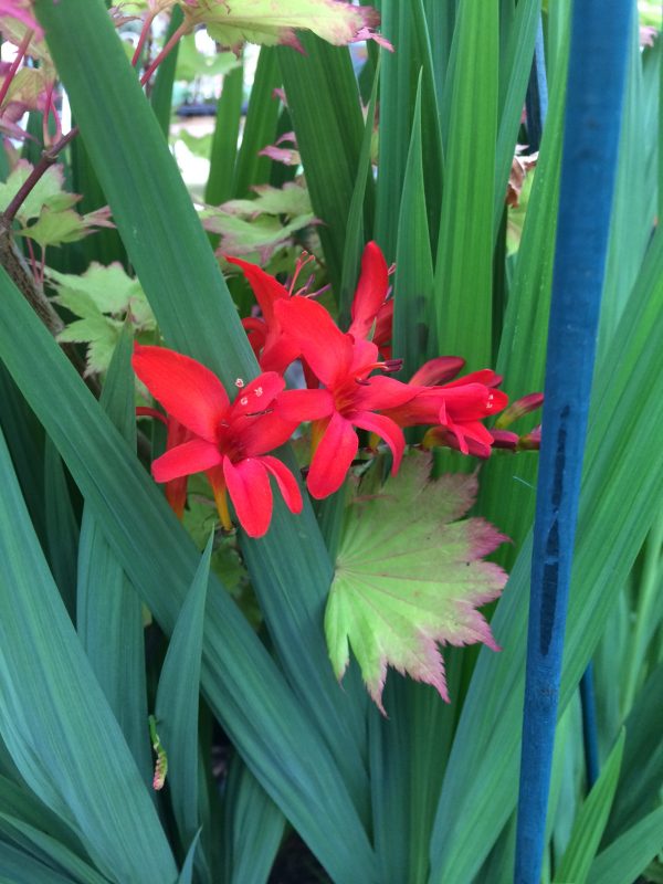 Crocosmia Lucifer