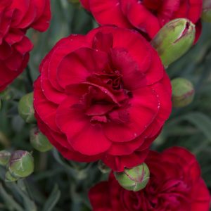 Dianthus Passion
