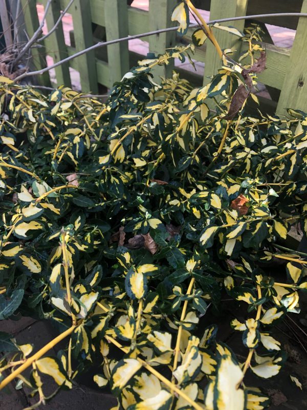 Euonymus fortunei Blondy