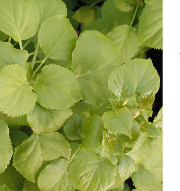 Hydrangea anomala petiolaris