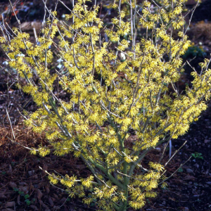 Hamamelis intermedia Arnold Promise