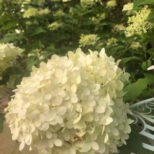 Hydrangea arborescense Anabelle