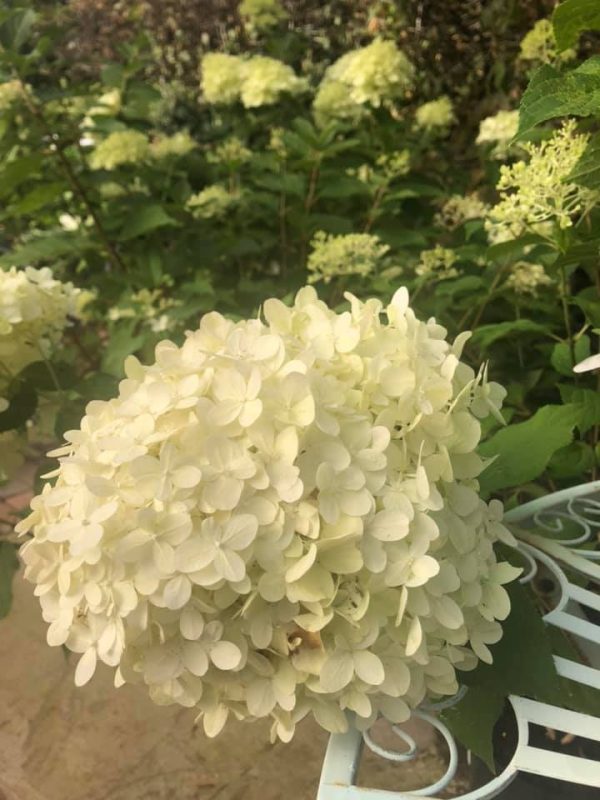 Hydrangea arborescense Anabelle