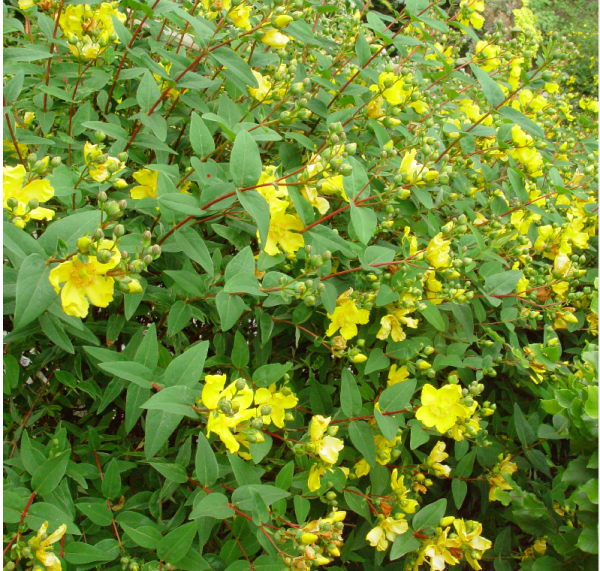 Hypericum patulum Hidcote