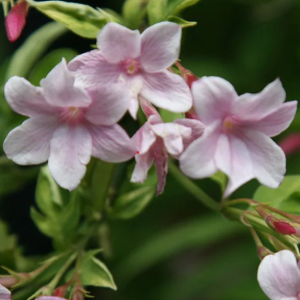 Jasminum stephanense